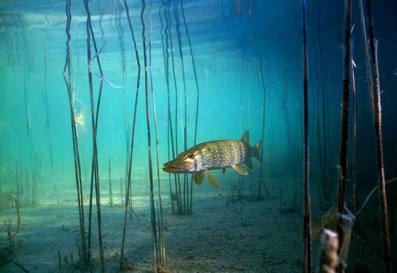 Нерест и жор щуки