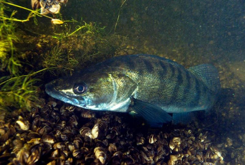 Видит ли рыба рыбака? 