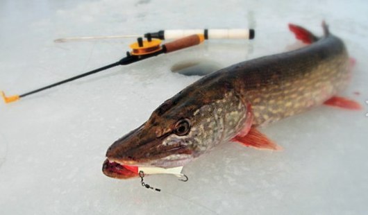 Зимнее блеснение щуки 